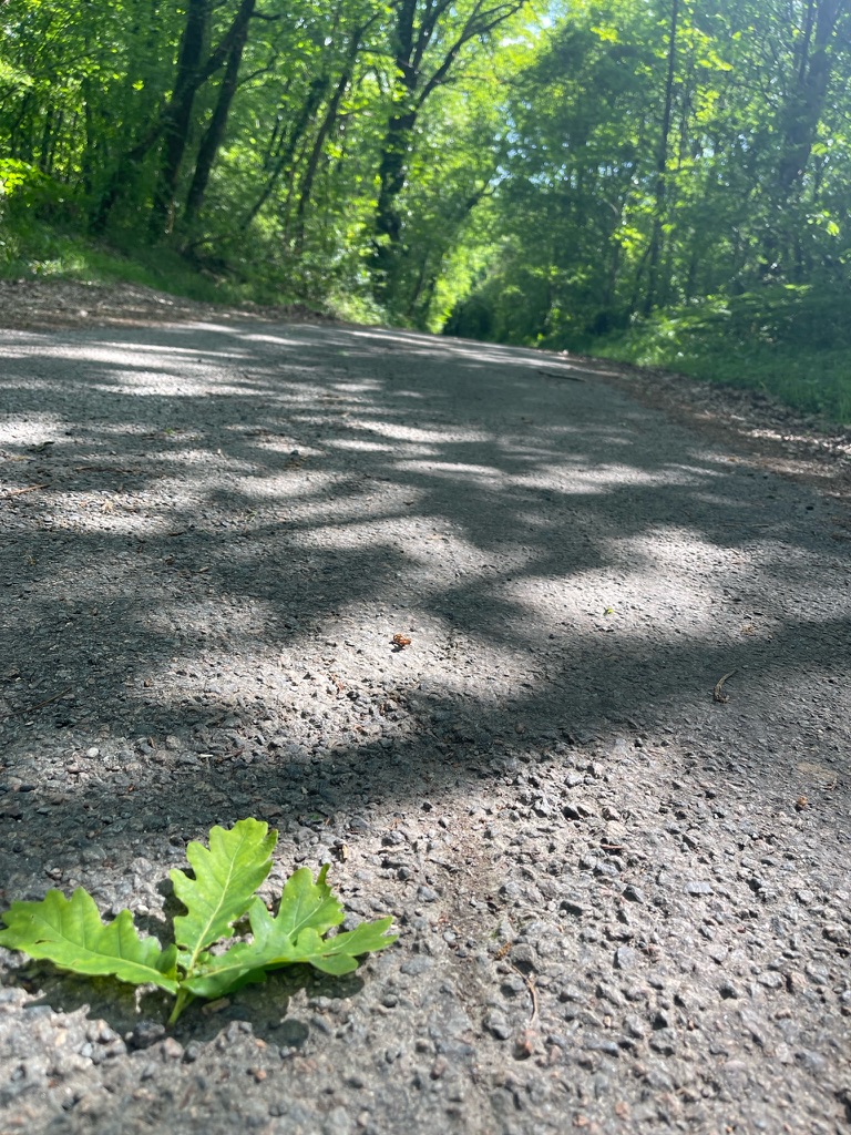 Jeune pousse de chêne sur une piste forestière