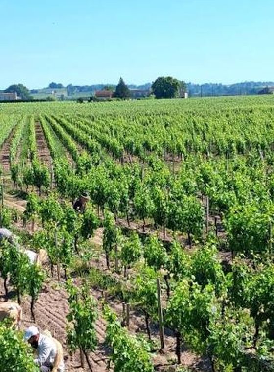 RECETTE VENDANGES